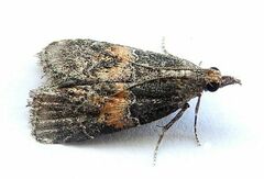 Satole ligniperdalis