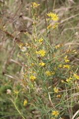 Jacobaea grandidentata