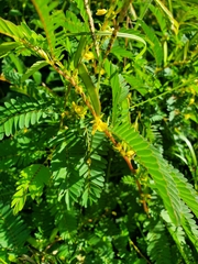 Chamaecrista nictitans