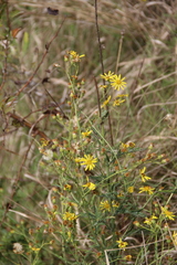 Jacobaea grandidentata