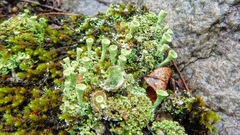 Cladonia chlorophaea