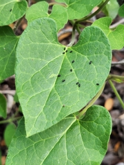 Aphis gossypii