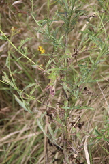Jacobaea grandidentata