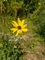 Helianthus atrorubens