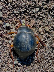 Nyctelia fitzroyi