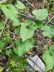 Aphis gossypii