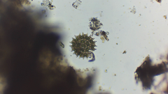 Pseudopediastrum boryanum