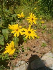 Helianthus atrorubens