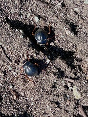 Nyctelia fitzroyi