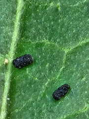 Aphis gossypii
