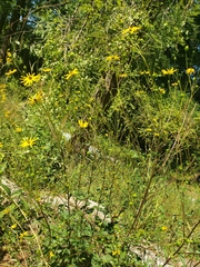 Helianthus atrorubens