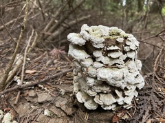 Irpiciporus