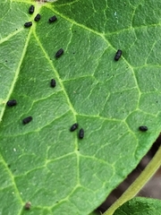 Aphis gossypii
