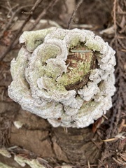 Irpiciporus