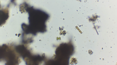 Xanthidium octocorne