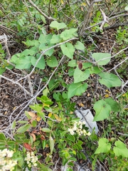 Matelea edwardsensis