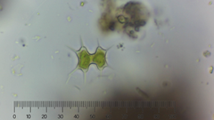 Xanthidium octocorne