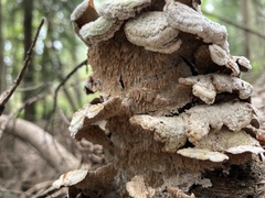 Irpiciporus