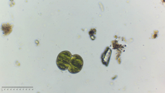 Cosmarium