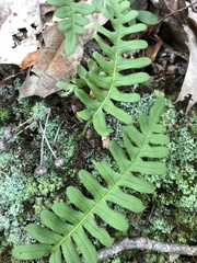 Polypodium appalachianum