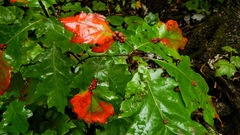 Callirhytis piperoides