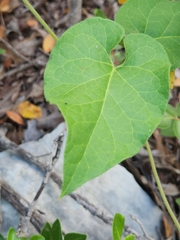 Matelea edwardsensis