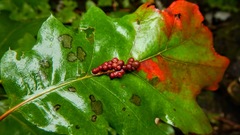 Callirhytis piperoides