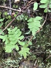 Polypodium appalachianum