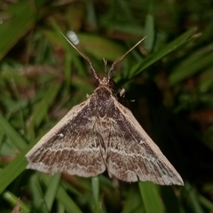 Adrapsa ablualis