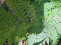 Anaxipha exigua