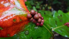 Callirhytis piperoides