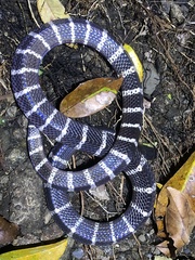 Bungarus multicinctus