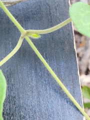 Matelea edwardsensis