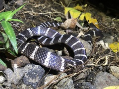 Bungarus multicinctus