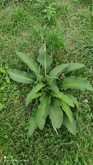 Symphytum officinale