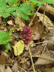 Disholcaspis globosa