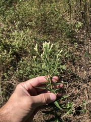 Brickellia eupatorioides texana