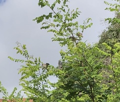 Passer domesticus