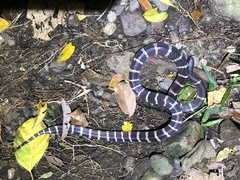 Bungarus multicinctus