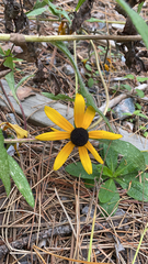 Rudbeckia