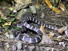 Bungarus multicinctus