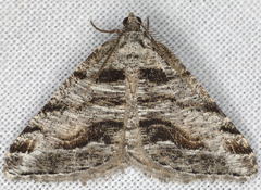Macaria colata