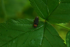 Denticollis linearis