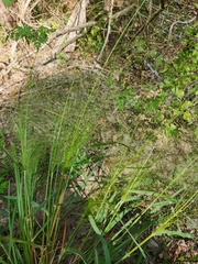 Eragrostis trichodes