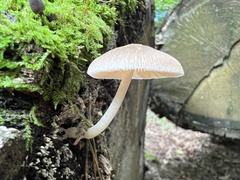 Simocybe centunculus