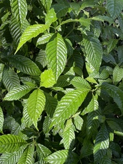 Psychotria nervosa