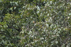 Mitrephanes phaeocercus