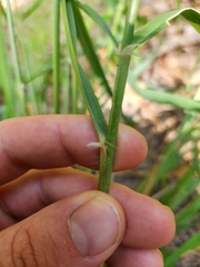 Eragrostis trichodes