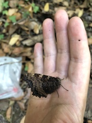 Nymphalis polychloros