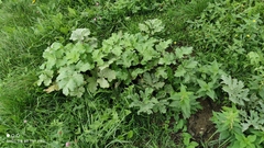 Heracleum sosnowskyi